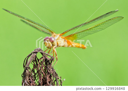 A female scarlet dragonfly resting on dead grass A female scarlet dragonfly resting on dead grass 129916848