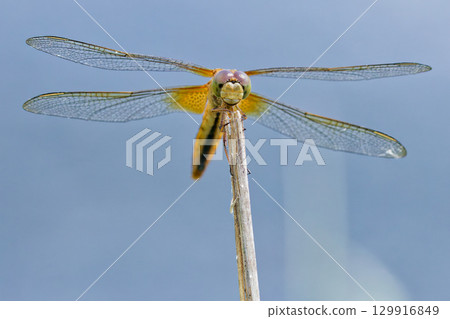 A female scarlet dragonfly resting on dead grass near the water A female scarlet dragonfly resting on dead grass near the water 129916849