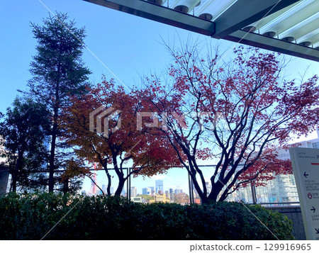 秋葉紅遍城市 秋葉紅遍城市 129916965