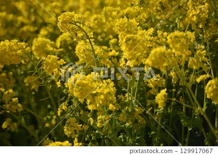 Rape blossoms that herald the arrival of spring 129917067