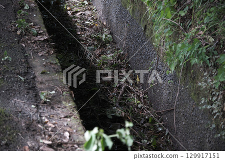 Dead leaves filling the trenches Dead leaves filling the trenches 129917151