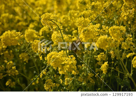 棲息在油菜花上的繡眼鳥 129917193