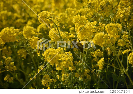 強奸的花朵預示著春天的到來 129917194