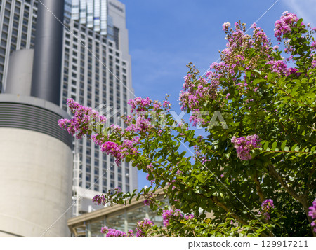 Pink crape myrtle blooming in the city Pink crape myrtle blooming in the city 129917211