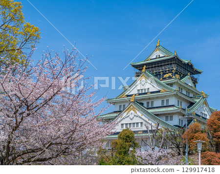 Osaka Castle and Sakura Osaka Castle and Sakura 129917418