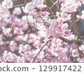 在大阪城公園的櫻花 129917422