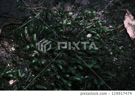 腳下的小苔蘚 129917474