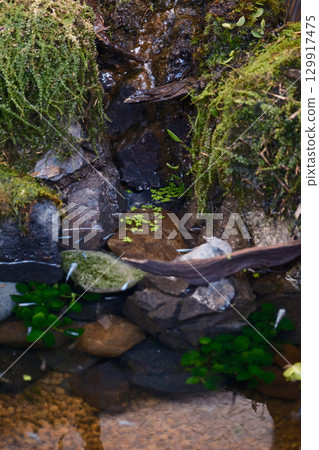 生物群落和鱂魚景觀 生物群落和鱂魚景觀 129917475