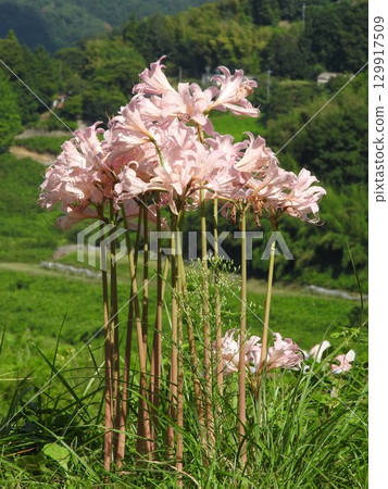 盛夏綻放粉紅色花朵的“夏瑞泉” 盛夏綻放粉紅色花朵的“夏瑞泉” 129917509