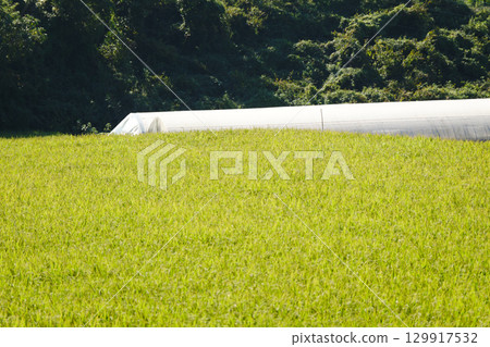 Autumn rice fields in the countryside 129917532