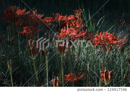 Moist red spider lilies Moist red spider lilies 129917596