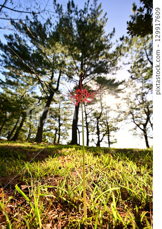 陽光明媚、紅花盛開的早晨 129917609