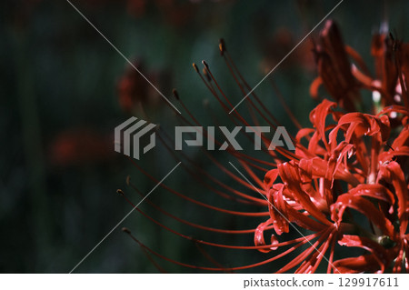 Beautiful red spider lilies Beautiful red spider lilies 129917611