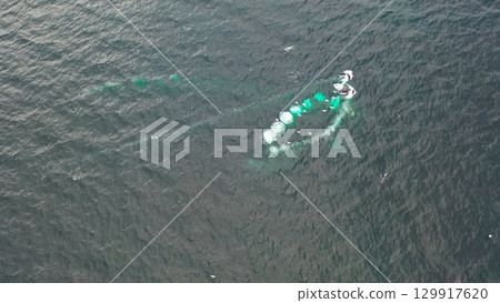 Humpback Whales, Megaptera novaeangliae, Bubble-Net feeding in Donegal Bay, Ireland 129917620