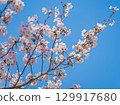 大阪城公園的櫻花和藍天 129917680