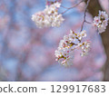 大阪城公園的櫻花和藍天 129917683
