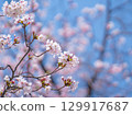大阪城公園的櫻花和藍天 129917687