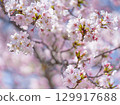 大阪城公園的櫻花和藍天 129917688