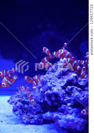 8172 水族館小丑魚 129917728