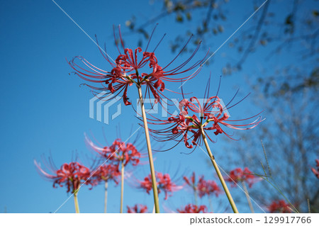 仰望簇生的孤挺花 129917766