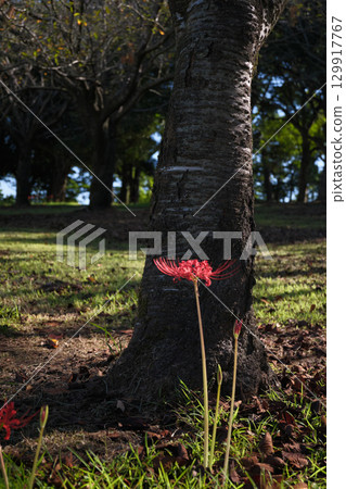 盛開的紅蜘蛛百合 129917767