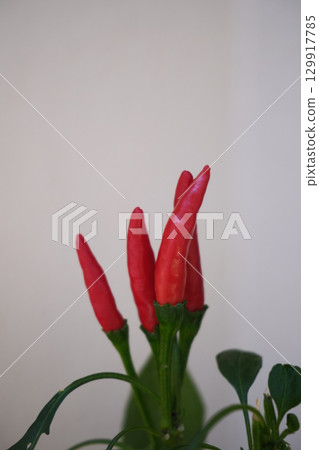 red chili pepper plant red chili pepper plant 129917785