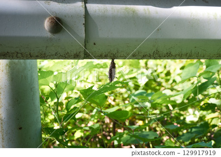 Cute Bagworm Cute Bagworm 129917919