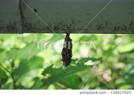 Bagworm nest Bagworm nest 129917920