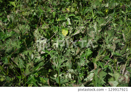 Vegetable seedlings eaten by insects Vegetable seedlings eaten by insects 129917921