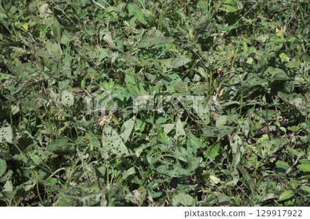 有很多孔洞的蔬菜葉子 有很多孔洞的蔬菜葉子 129917922