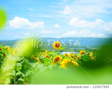 A spectacular view of Hokkaido: Sunflowers at Nayoro Sun Pillar Park 129917993