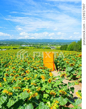 Sunflower field at Nayoro Sun Pillar Park, a superb view of Hokkaido Sunflower field at Nayoro Sun Pillar Park, a superb view of Hokkaido 129917997