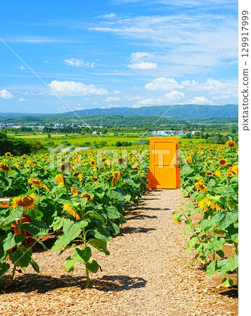 名寄太陽柱公園的向日葵田，北海道的絕景 129917999