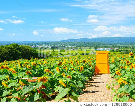 名寄太陽柱公園的向日葵田，北海道的絕景 129918000