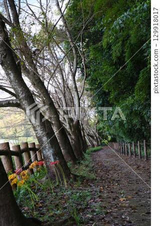 關吉運河沿岸的秋季散步道 129918017