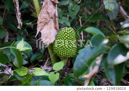 蟠尾果實 129918028