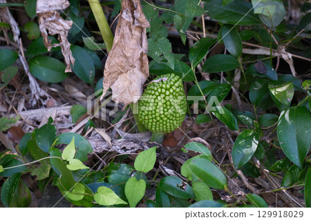 綠蛇根果 綠蛇根果 129918029