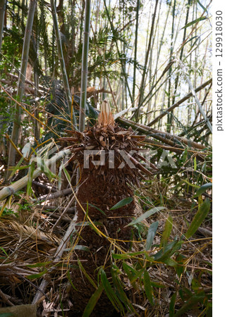 Cyclo射擊 Cyclo射擊 129918030