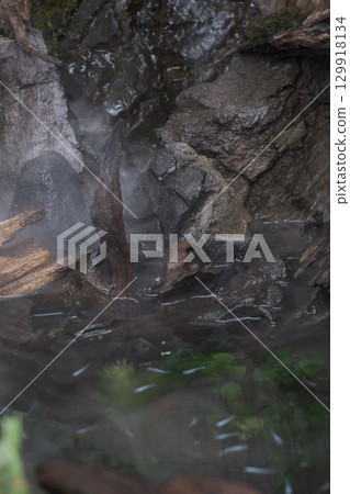misty terrarium misty terrarium 129918134