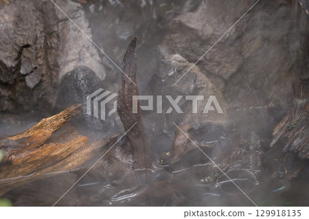 籠罩在薄霧中的神秘玻璃容器 129918135