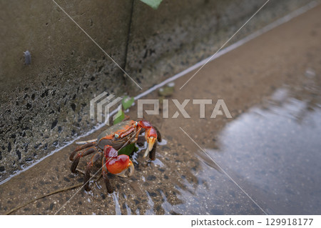 Akate crab walking through the waterway Akate crab walking through the waterway 129918177