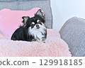Chihuahua puppy relaxing on a pink cushion 129918185