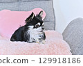 Chihuahua puppy relaxing on a pink cushion 129918186