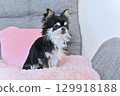 Chihuahua puppy relaxing on a pink cushion 129918188