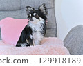 Chihuahua puppy relaxing on a pink cushion 129918189