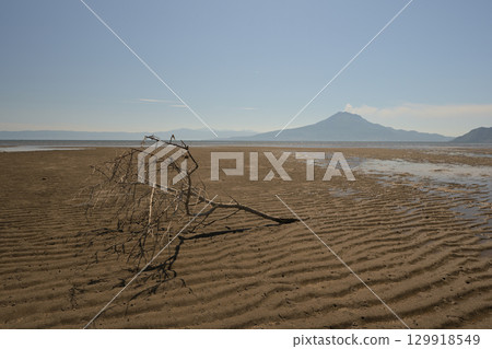 海灘上的樹木 海灘上的樹木 129918549