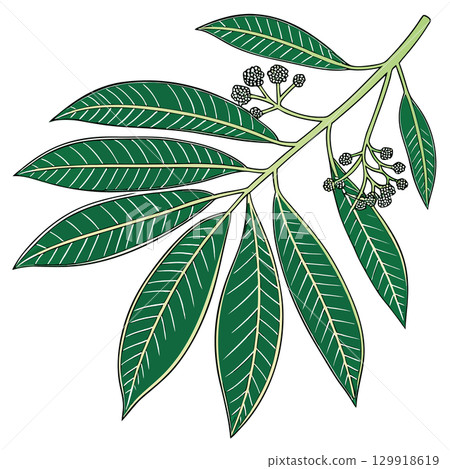 leaf of siamese rosewood scientific 129918619