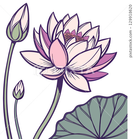 lotus flower on white background 129918620