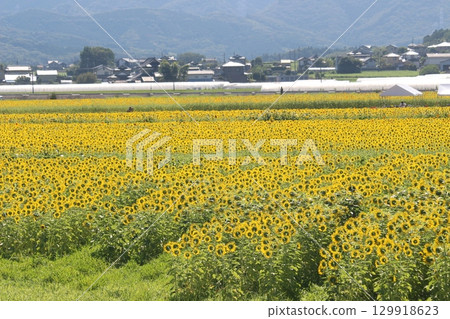 Sunflower festival Sunflower festival 129918623