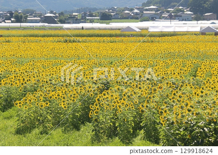 Sunflower festival Sunflower festival 129918624